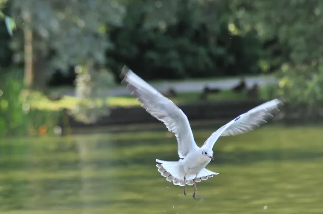 A swan gliding across a lake